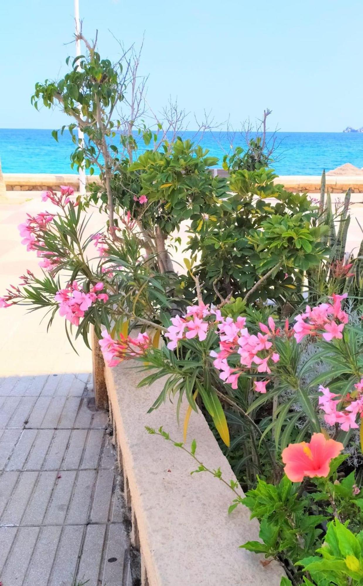 Javea Arenal Beach Extérieur photo